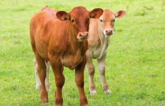 The Benefits of Portable Cattle Scales